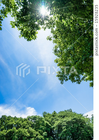 新鮮的綠色，藍天和太陽 15928235