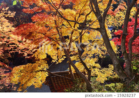 Autumn leaves in Kinzoji temple Autumn leaves in Kinzoji temple 15928237