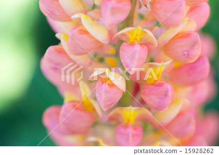 粉紅色的羽扇豆 粉紅色的羽扇豆 15928262