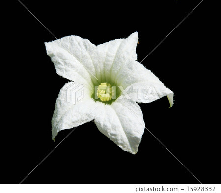 ivy gourd flower 15928332