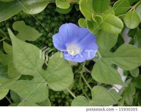 Morning glory hiragao blue 15930305