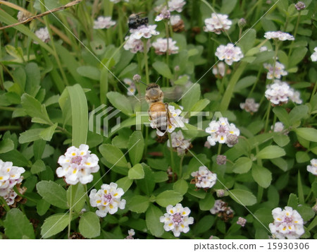 Iwadarezou Honey beech 15930306