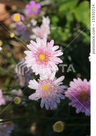 Flower pink Flower pink 15930314