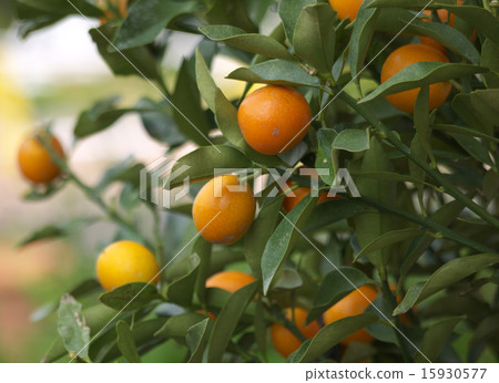 Fruit of kanji 15930577