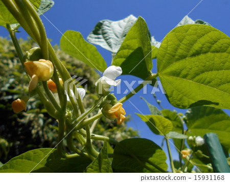 摩洛哥豆花 15931168