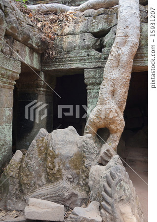 Cambodia Taprom 's ruins tree Cambodia Taprom 's ruins tree 15931207