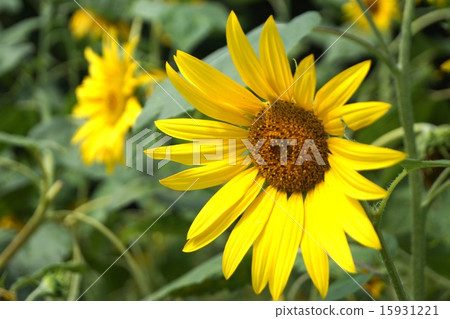 summer sunflowers 15931221