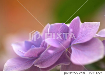 hydrangea   15931224