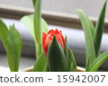 Tulip 15942007