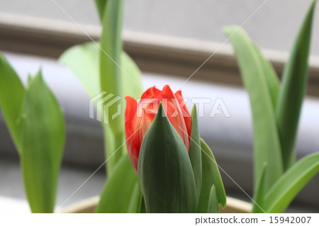 Tulip 15942007