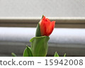 Tulip 15942008