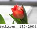 Tulip 15942009