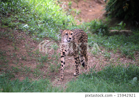 獵豹 獵豹 15942921