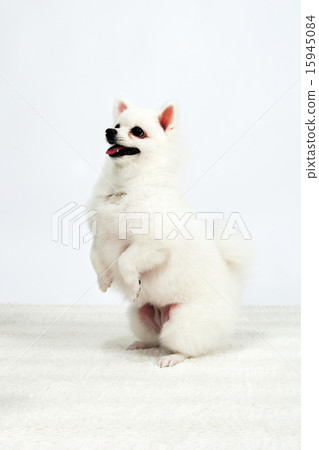 Pet_293 Pet_293 15945084