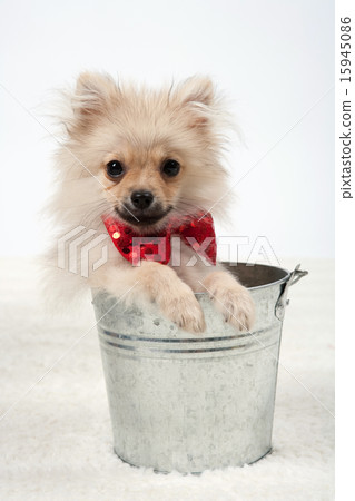 Pet_294 Pet_294 15945086