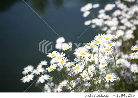 Llandscape_004 Llandscape_004 15945299