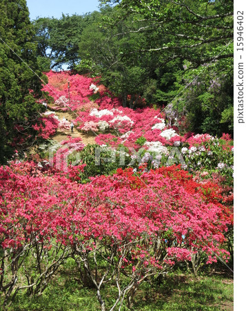 Kasama azalea park in the spring where azalea blooms (near the 1st gate) 15946402