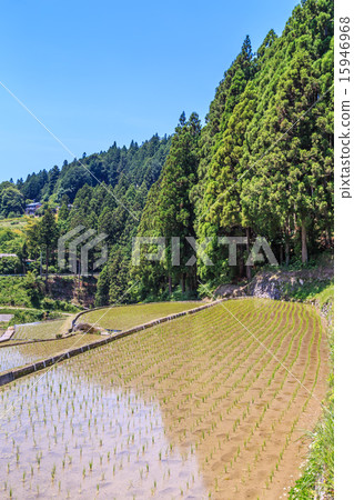 Yotsuya's thousand sheets Yotsuya's thousand sheets 15946968