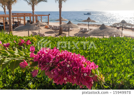 Beach at the luxury hotel, Sharm el Sheikh, Egypt 15949978
