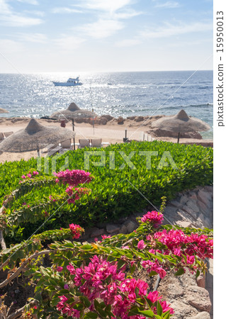 Beach at the luxury hotel, Sharm el Sheikh, Egypt 15950013