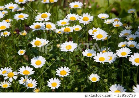 Wild Flower_186 Wild Flower_186 15950759