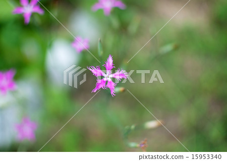 Pictures of Hana Hikiko plant 15953340