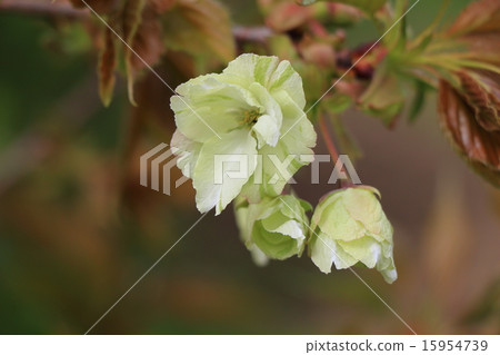 Yellow cherry 15954739