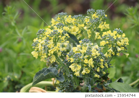 Broccoli flowers Broccoli flowers 15954744