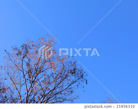 Dead leaves of late autumn 15956310