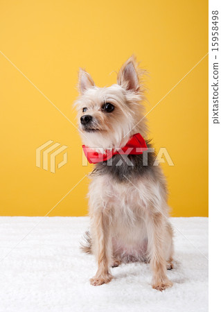 Pet_185 Pet_185 15958498