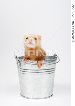 Pet_044 Pet_044 15958565