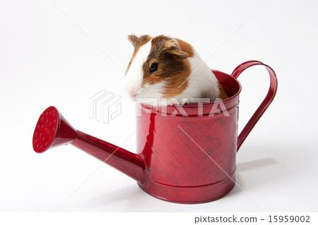 Pet_065 Pet_065 15959002