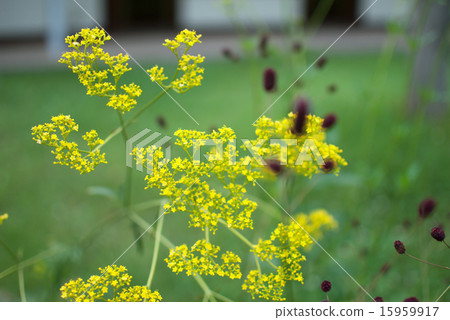 Picture of Omina Flower plant 15959917
