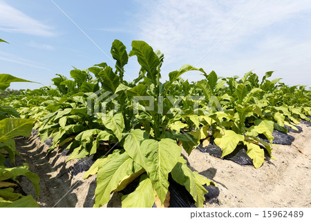 Tobacco field Tobacco field 15962489