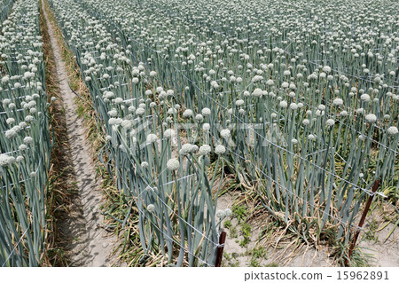Onion field Onion field 15962891