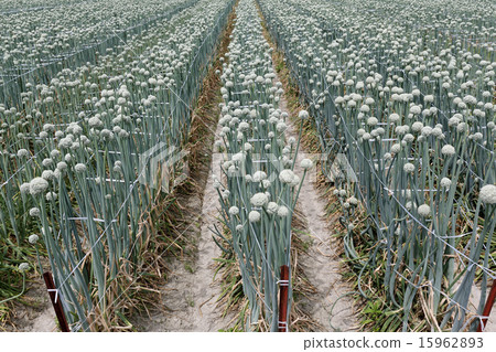 Onion field Onion field 15962893