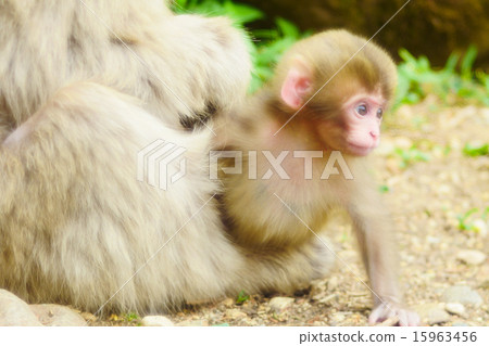 Baby of Japanese monkey and family of mother monkey monkey Baby of Japanese monkey and family of mother monkey monkey 15963456