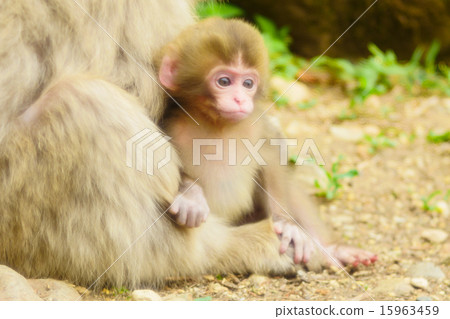Baby of Japanese monkey and family of mother monkey monkey Baby of Japanese monkey and family of mother monkey monkey 15963459