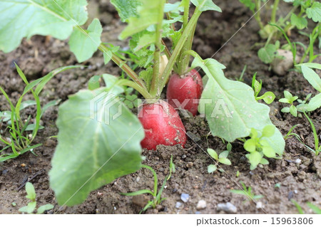 20th Japanese radish 15963806