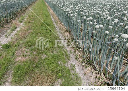 Onion field 15964104