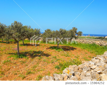 Olive garden at the farm on an island Favignana Olive garden at the farm on an island Favignana 15964252