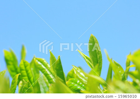 New tea image 15965010