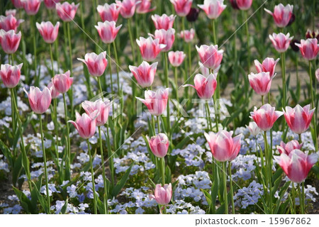 鬱金香 15967862