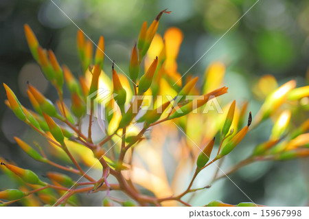 在Portea·Leptessa的花和太陽落下之後 15967998