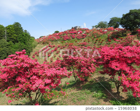 有杜娟花開花的春天Kasama杜娟花公園 15968038
