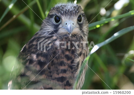 Chicks of butterfly 15968200