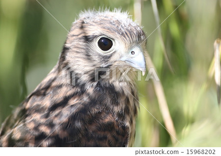 Chicks of butterfly 15968202