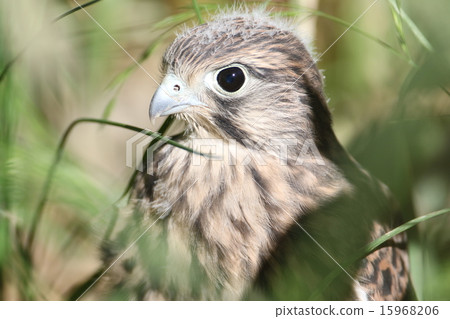 Chicks of butterfly 15968206