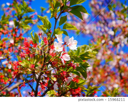 Cherry Blossoms Cherry Blossoms 15968211