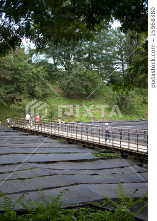 Daio Wasabi Farm 15968380